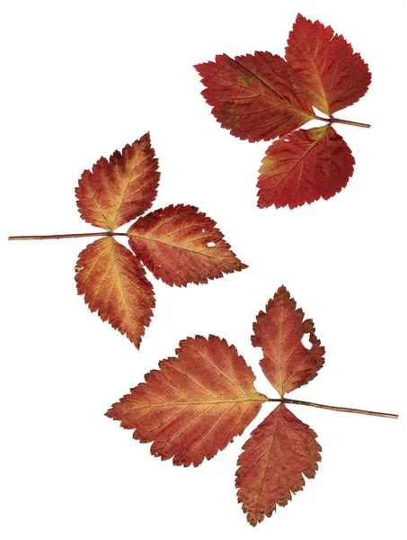 Jesienny Las Liść Krzewów Jagodowych Wysoka Jakość — Zdjęcie stockowe