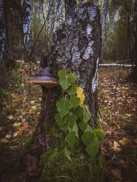 Φθινοπωρινό Δάσος Κούτσουρο Σημύδας Βρύα — Φωτογραφία Αρχείου