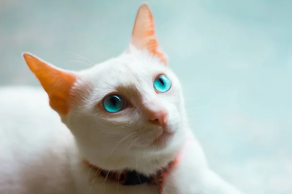 Beyaz kedi, beton zeminde yatan mavi gözlü