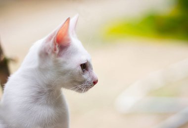 Beyaz kedi yan bakarak oturuyor