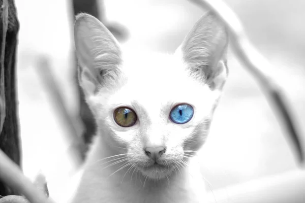 Farklı Gözlü Beyaz Kedi Tuhaf Gözlü Kedi Yavrusu Farklı Renkli — Stok fotoğraf
