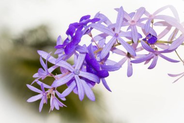 Petrea volubilis L. King çiçek açan çivit. Ve mor güzel uzun bir demet.