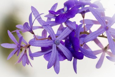 Petrea volubilis L. King çiçek açan çivit. Ve mor güzel uzun bir demet.