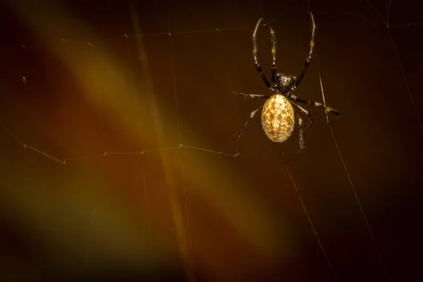 거미는 클로즈업 매크로 거미줄 거미줄을 촬영합니다 거미줄이 거미줄을 만들고 있습니다 — 스톡 사진