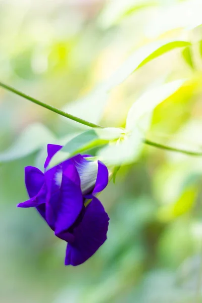 克利奥托里亚 特内塔 思考绿叶的绿色性质 蝴蝶豌豆花的天然紫色 — 图库照片