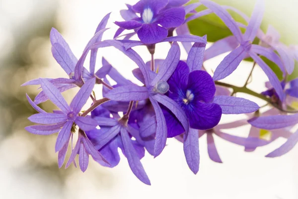 Petrea Volubilis King Flower Blooming Indigo Purple Beautiful Long Bunch — Stock Photo, Image