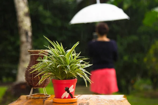 Piante Vaso Verde Tavola Legno Donna Con Ombrello Giorno Pioggia — Foto Stock