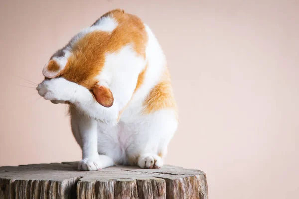 Beyaz ve kahverengi kedi karşı bir günlük üstünde oturan . Ellerini yüzüyle örtmek