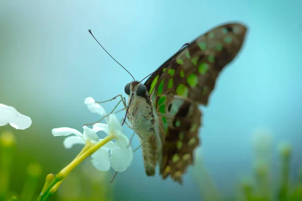 Bela Flor Branca Manhã Primavera Fresca Natureza Borboleta Fundo Verde — Fotografia de Stock