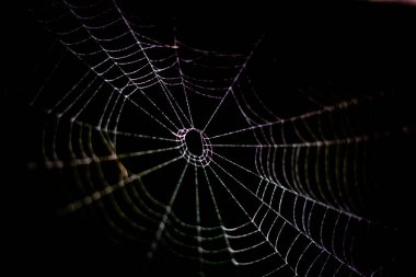 Sabahları çiy ile örümcek ağı kapatın. Makro fotoğrafçılık