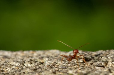 Kırmızı Karınca çimento taş doğa arka plan üzerinde yürüyüş, Makro fotoğrafçılık