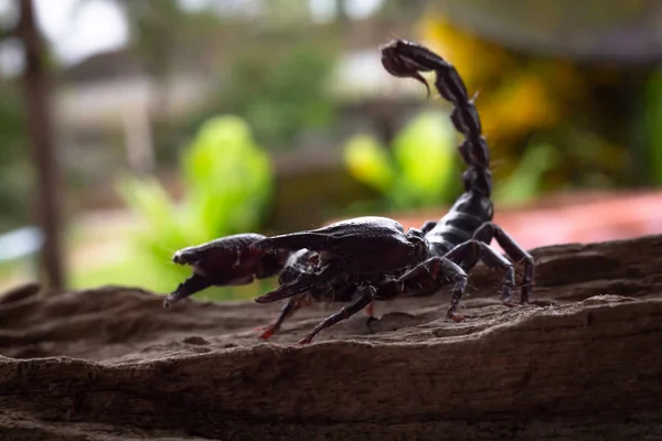 Emperor scorpion is a species of scorpion native to rainforests in Thailand