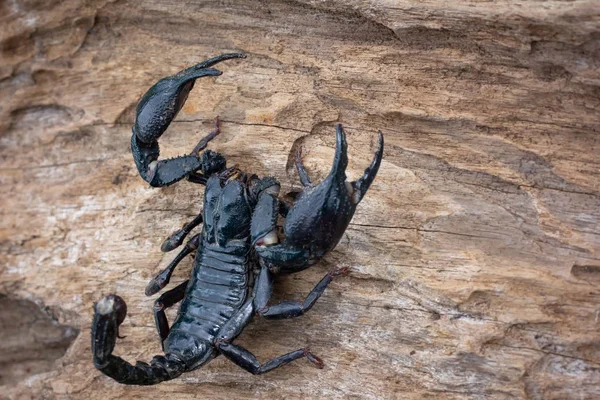 Skorpion Imperatora Gatunek Skorpiona Lasów Deszczowych Tajlandii — Zdjęcie stockowe