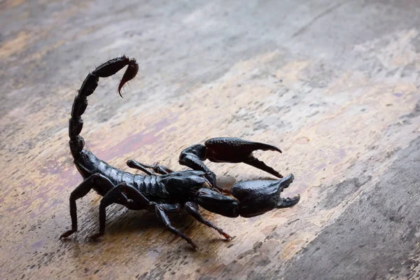 Skorpion Imperatora Gatunek Skorpiona Lasów Deszczowych Tajlandii — Zdjęcie stockowe