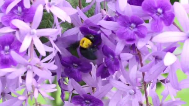 Бджола Збирає Нектар Petrea Volubilis King Квітка Квітка Квітка Індіго — стокове відео