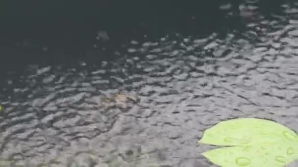 Belos Peixes Estão Nadando Lagoa Durante Chuva — Vídeo de Stock