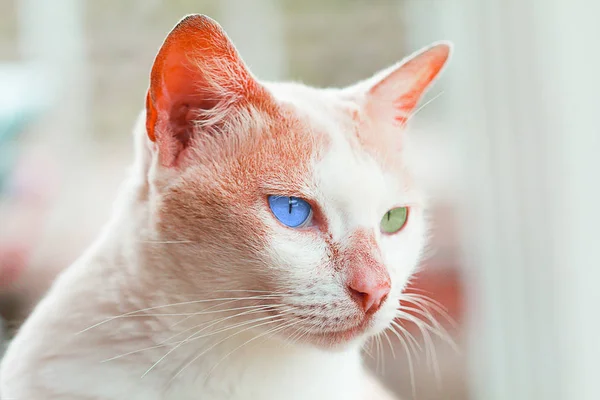 Beyaz ve kahverengi kedi yan bakarak oturuyor