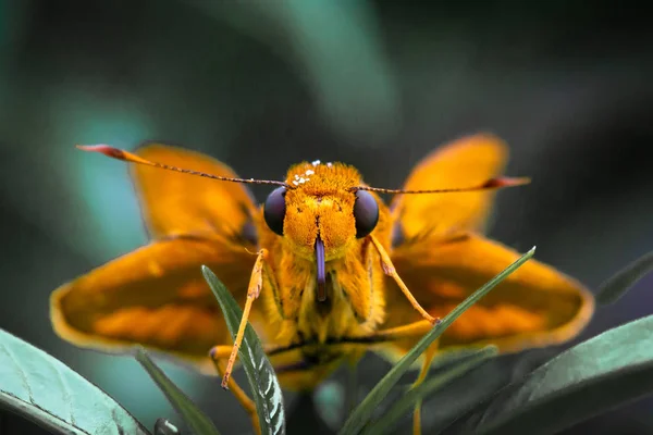 Makrofotografie Des Braunen Schmetterlings Große Schwarze Augen Isoliert Auf Grünem — Stockfoto