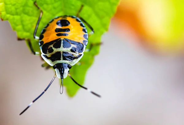 Ein Kleines Schwarz Gelbes Insekt Wird Auf Einem Grünen Blatt — Stockfoto