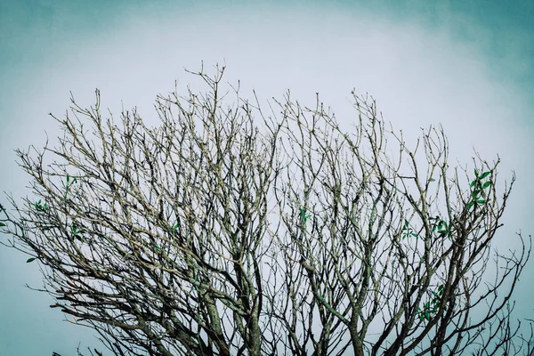 Γυμνά Κλαδιά Ενός Δέντρου Ενάντια Στο Μπλε Φόντο — Φωτογραφία Αρχείου