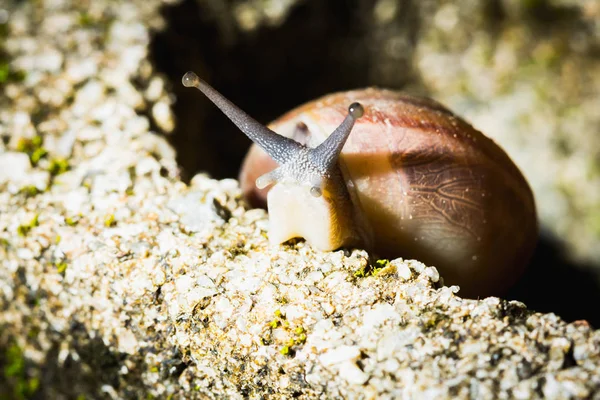 Caracol Rastejando Pedra Fundo Jardim — Fotografia de Stock