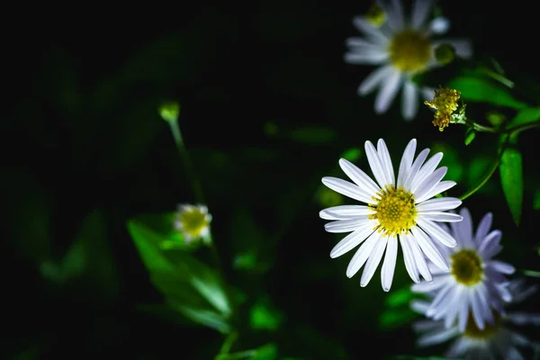 stock image Matricaria chamomilla,wild chamomile or scented mayweed, blooming in the summer season