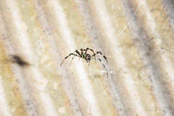 Czarno Brązowy Pająk Jest Fotografowany Bliska Makro Obraz Naturalne Tło — Zdjęcie stockowe