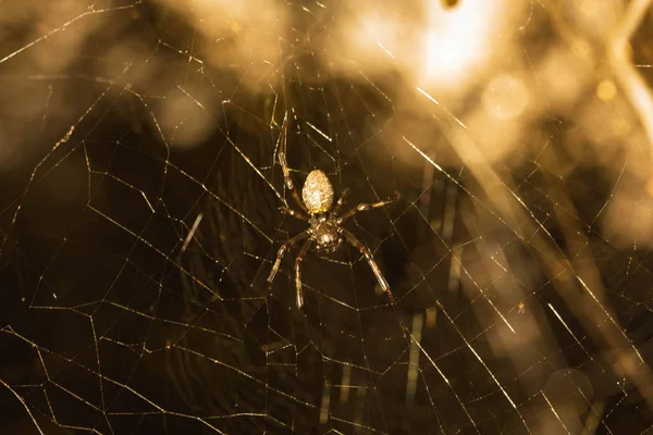 Siyah ve kahverengi renkli örümcek yakın, makro resim, Doğal arka plan, örümcek ve örümcek ağı fotoğraflandı. Örümcekler örümcek ağları yaratıyor..