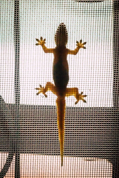 Closeup Lizard Crawling Mosquito Screen Window Stock Image
