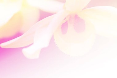 Yumuşak pastel renkte çiçek ve arkaplan için bulanık biçim