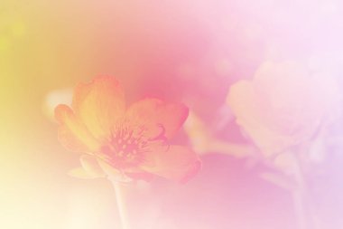 Portekiz Oleracea Çiçeği yumuşak pastel renkte ve arkaplan için bulanık biçimli