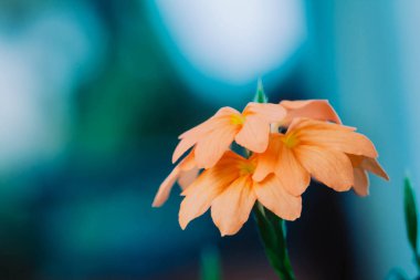 Mavi arkaplanda turuncu buket