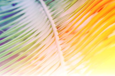 Palmiye yaprakları canlı, kalın, gradyan holografik renklerde. Sanat kavramı. Arka plan için. 