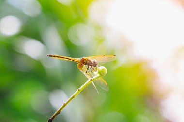 Yusufçuğun ayrıntılarını kapat. Yusufçuk görüntüsü bulanık yeşil arkaplanlı vahşi. 
