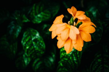 Yeşil yaprakların ortasında turuncu buket