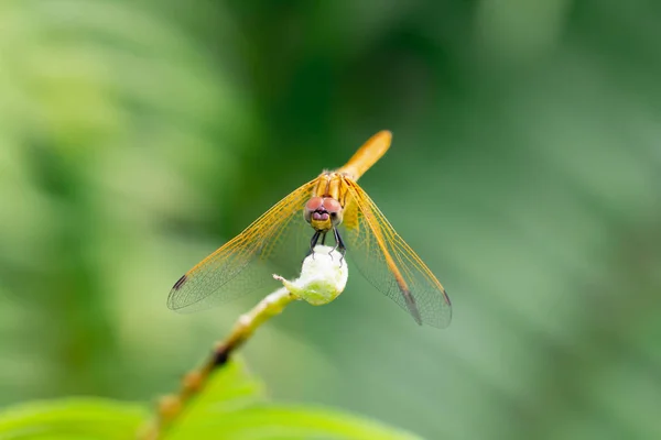 Nahaufnahme Detail Der Libelle Libelle Bild Ist Wild Mit Unscharfem — Stockfoto