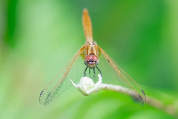 Detalhe Perto Libélula Libélula Imagem Selvagem Com Borrão Fundo Verde — Fotografia de Stock