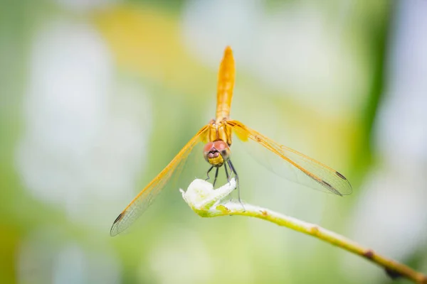 Nahaufnahme Detail Der Libelle Libelle Bild Ist Wild Mit Unscharfem — Stockfoto