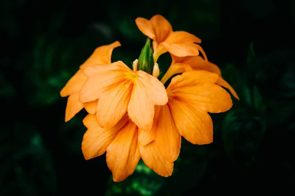 Yeşil yaprakların ortasında turuncu buket