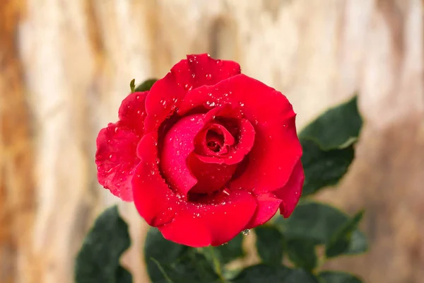 Rosa Roja Sobre Fondo Madera Marrón — Foto de Stock