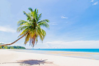Beyaz kumlu sahilde hindistan cevizi palmiyesi