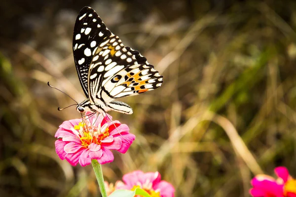 Прекрасний Світло Зелений Метелик Червоній Квітці Розкиданий Пилок Теплий Літній — стокове фото