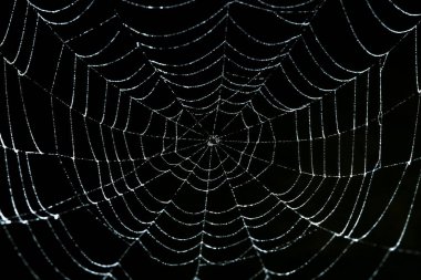 Koyu arkaplanda çiy olan örümcek ağı
