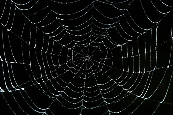 Spinnennetz Mit Tau Dunklen Hintergrund lizenzfreie Stockfotos