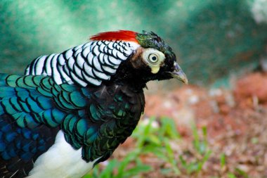 Halkalı Boyun Sülünü (Phasianus colchicus) kuşu