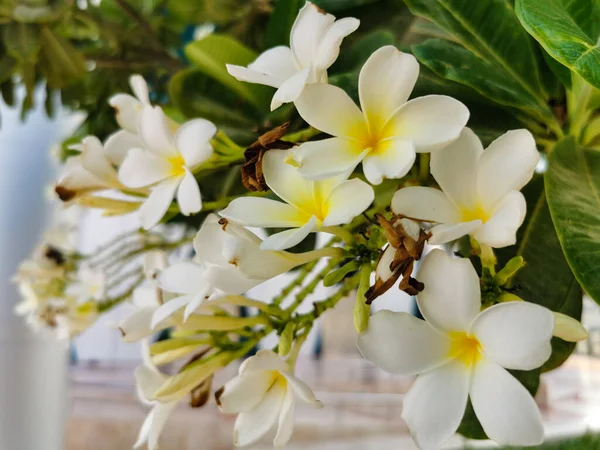 Tropical flowers frangipani (plumeria). Frangipani flowers are a bouquet on the tree. — Stock Photo, Image