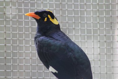Ortak Myna (tristis tristis tristis) bir kafeste
