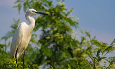 Büyük Akbalıkçıl, Akbalıkçıl, Büyük Akbalıkçıl Sri Lanka 'da. Büyük balıkçıl (Ardea alba), sığ gölde balıkçıl olarak da bilinir..