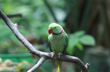 Asya 'da gül halkalı muhabbet kuşu