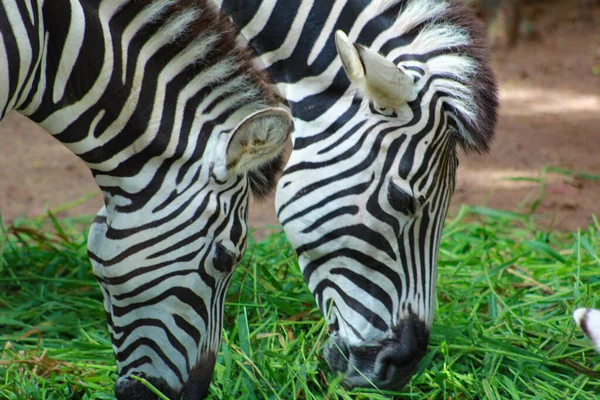 Egy csapat felnőtt afrikai zebrát, akik füvet esznek a Srilankai Állatkertben. — Stock Fotó